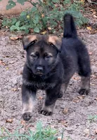 Red , a female German Shepherd Dog for sale in Summerfield, FL – 2 of 4