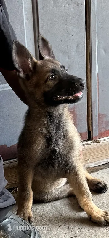 Red  – German Shepherd Dog puppy for sale in Summerfield, FL