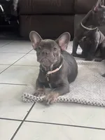 Lady d, a female French Bulldog for sale in Fontana, CA – Photo 5 of 6