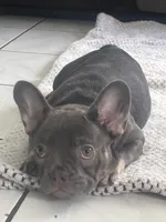 Lady d, a female French Bulldog for sale in Fontana, CA – Photo 3 of 6