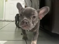 Lady d, a female French Bulldog for sale in Fontana, CA – Photo 6 of 6