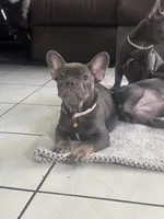 Lady d, a female French Bulldog for sale in Fontana, CA – Photo 4 of 6