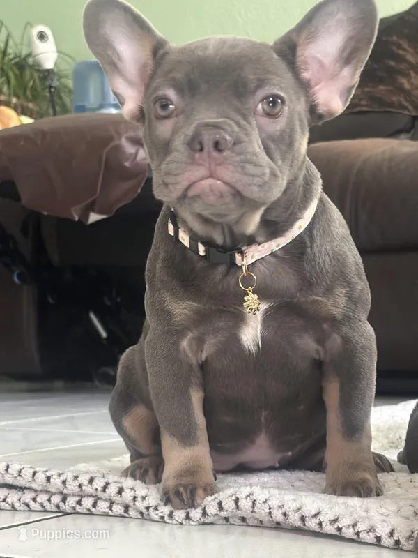 Lady d – French Bulldog puppy for sale in Fontana, CA