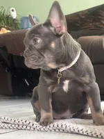 Lady d, a female French Bulldog for sale in Fontana, CA – Photo 2 of 6