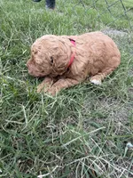 Wreny , a female Miniature Goldendoodle for sale in Conway, SC – 2 of 3