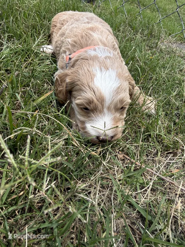 Val  – Miniature Goldendoodle puppy for sale in Conway, SC