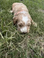 Val , a female Miniature Goldendoodle for sale in Conway, SC – 1 of 3