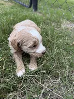 Val , a female Miniature Goldendoodle for sale in Conway, SC – 2 of 3