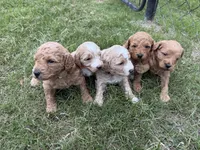 Val , a female Miniature Goldendoodle for sale in Conway, SC – 3 of 3
