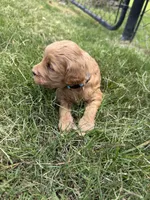 Charlie , a male Miniature Goldendoodle for sale in Conway, SC – 2 of 3