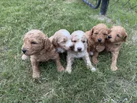 Charlie , a male Miniature Goldendoodle for sale in Conway, SC – 3 of 3