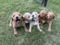 Molly , a female Miniature Goldendoodle for sale in Conway, SC – 3 of 3