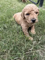 Gracie , a female Miniature Goldendoodle for sale in Conway, SC – 2 of 3