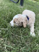 Molly , a female Miniature Goldendoodle for sale in Conway, SC – 2 of 3