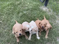 Gracie , a female Miniature Goldendoodle for sale in Conway, SC – 3 of 3