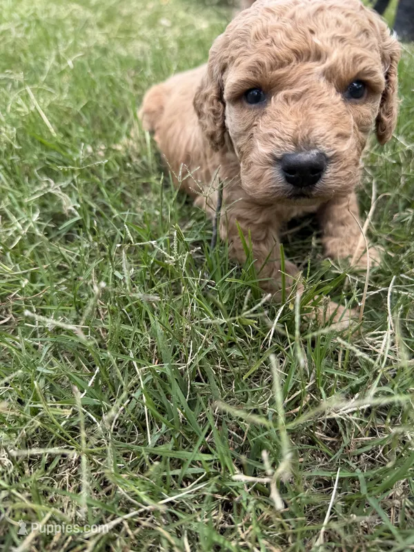 Gracie  – Miniature Goldendoodle puppy for sale in Conway, SC