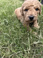 Gracie , a female Miniature Goldendoodle for sale in Conway, SC – 1 of 3