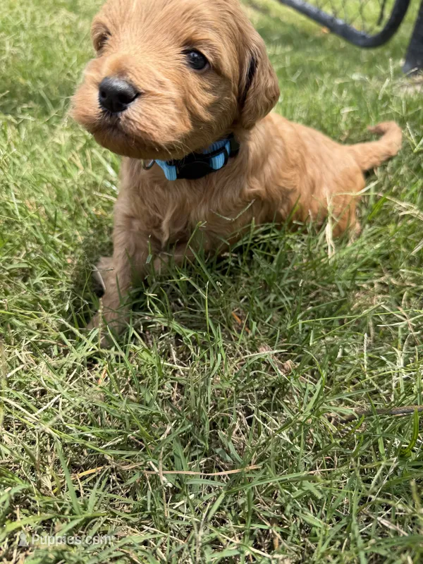 Charlie  – Miniature Goldendoodle puppy for sale in Conway, SC