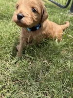 Charlie , a male Miniature Goldendoodle for sale in Conway, SC – 1 of 3