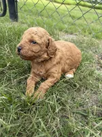 Wreny , a female Miniature Goldendoodle for sale in Conway, SC – 1 of 3