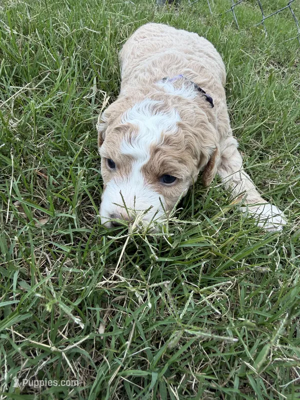 Molly  – Miniature Goldendoodle puppy for sale in Conway, SC