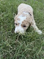 Molly , a female Miniature Goldendoodle for sale in Conway, SC – 1 of 3