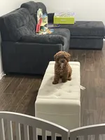 Gucci, a male Cavapoo for sale in Carrollton, TX – 2 of 7