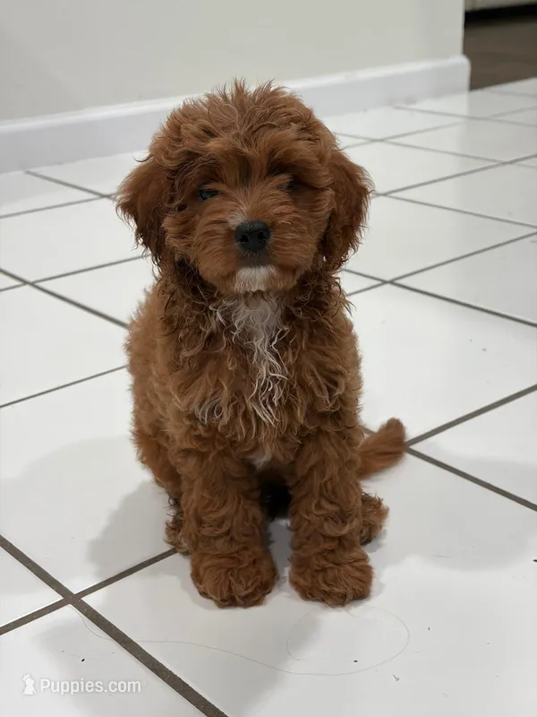 Gucci – Cavapoo puppy for sale in Carrollton, TX