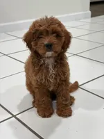 Gucci, a male Cavapoo for sale in Carrollton, TX – 1 of 7
