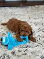 Gucci, a male Cavapoo for sale in Carrollton, TX – 6 of 7