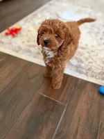 Gucci, a male Cavapoo for sale in Carrollton, TX – 4 of 7