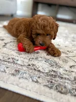 Gucci, a male Cavapoo for sale in Carrollton, TX – 5 of 7