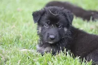 Pixie, a female German Shepherd Dog for sale in Beulaville, NC – Photo 7 of 8