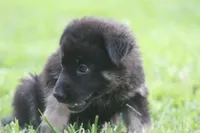 Pixie, a female German Shepherd Dog for sale in Beulaville, NC – Photo 2 of 8