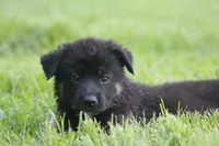 Pixie, a female German Shepherd Dog for sale in Beulaville, NC – Photo 3 of 8