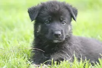 Pixie, a female German Shepherd Dog for sale in Beulaville, NC – Photo 8 of 8