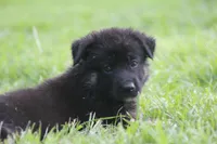 Pixie, a female German Shepherd Dog for sale in Beulaville, NC – Photo 5 of 8