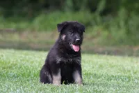 Pixie, a female German Shepherd Dog for sale in Beulaville, NC – Photo 4 of 8