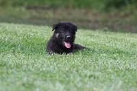Pixie, a female German Shepherd Dog for sale in Beulaville, NC – Photo 6 of 8