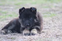Paris, a female German Shepherd Dog for sale in Beulaville, NC – Photo 2 of 4