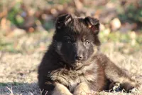 Paris, a female German Shepherd Dog for sale in Beulaville, NC – Photo 3 of 4