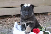 Paris, a female German Shepherd Dog for sale in Beulaville, NC – Photo 4 of 4