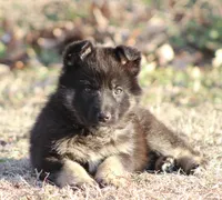 Paris, a female German Shepherd Dog for sale in Beulaville, NC – Photo 1 of 4