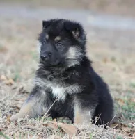 Bentley, a male German Shepherd Dog for sale in Beulaville, NC – Photo 2 of 5