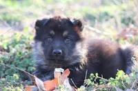 Bentley, a male German Shepherd Dog for sale in Beulaville, NC – Photo 3 of 5