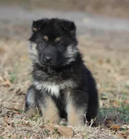 Bentley, a male German Shepherd Dog for sale in Beulaville, NC – Photo 1 of 5