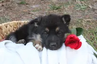 Bentley, a male German Shepherd Dog for sale in Beulaville, NC – Photo 5 of 5