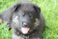 Gunnar, a male German Shepherd Dog for sale in Beulaville, NC – Photo 5 of 10