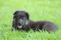 Gunnar, a male German Shepherd Dog for sale in Beulaville, NC – Photo 6 of 10