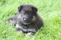 Gunnar, a male German Shepherd Dog for sale in Beulaville, NC – Photo 4 of 10